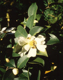 4 Graines de Théier à Huile, Camellia oleifera