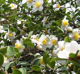 10 Graines de Théier à Huile, Camellia oleifera