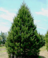 3 Graines de Genévrier de Virginie, Juniperus virginiana