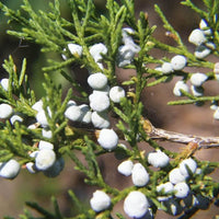 5 Graines de Genévrier de Virginie, Juniperus virginiana