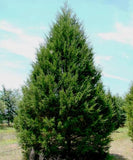 5 Graines de Genévrier de Virginie, Juniperus virginiana