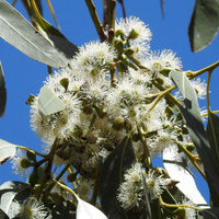 10 Graines Eucalyptus Aggregata, Gommier Noir