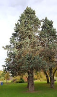 5 Graines de Cyprès de l'Arizona, Cupressus arizonica, Cyprès Bleu