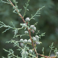 3 Graines de Cyprès de l'Arizona, Cupressus arizonica, Cyprès Bleu