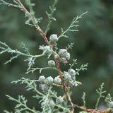 3 Graines de Cyprès de l'Arizona, Cupressus arizonica, Cyprès Bleu