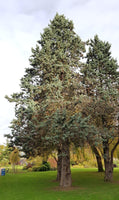 3 Graines de Cyprès de l'Arizona, Cupressus arizonica, Cyprès Bleu