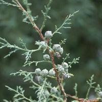 10 Graines de Cyprès de l'Arizona, Cupressus arizonica, Cyprès Bleu