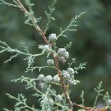 10 Graines de Cyprès de l'Arizona, Cupressus arizonica, Cyprès Bleu