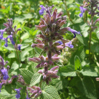 50 Graines de Herbe à Chat, Nepeta Cataria