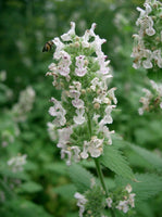 50 Graines de Herbe à Chat, Nepeta Cataria