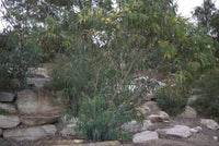 3 Graines Eucalyptus luehmanniana