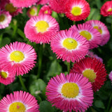 100 Graines de Pâquerette Pomponette, Bellis Perennis Pomponette