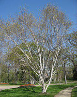 Graines Betula Utilis, Bouleau de l'Himalaya