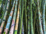 Graines de Dendrocalamus Barbatus, Bambou non traçant