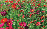 Mélange Graines Fleurs, Camaïeu Rouge Prairie, Mix Fleurs