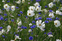 50 Graines Fleurs Prairie Camaïeu Bleu