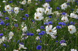 50 Graines Fleurs Prairie Camaïeu Bleu