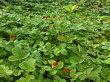 10 Graines Duchesnea indica, Fraisier de Duchesne, Fraisier des Indes, Fraisier à fleurs jaunes