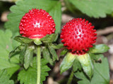 10 Graines Duchesnea indica, Fraisier de Duchesne, Fraisier des Indes, Fraisier à fleurs jaunes