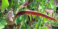 Graines de Aristolochia Ringens, Aristoloche Spatulée