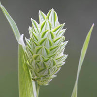 100 Graines de Phalaris Canariensis, Alpiste