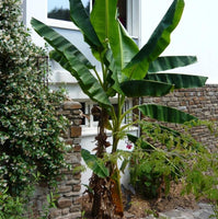 2 Graines de Musa Sikkimensis, Bananier de l'Himalaya