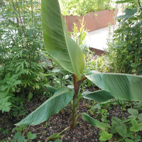 2 Graines de Musa Sikkimensis, Bananier de l'Himalaya