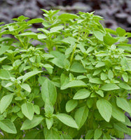 50 Graines de Basilic Citron, ocimum basilicum Citriodorum