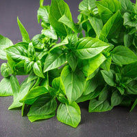 50 Graines de Basilic Citron, ocimum basilicum Citriodorum