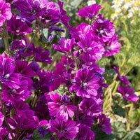 20 Graines de Mauve sylvestre, Mauve de Mauritanie, Malva sylvestris ssp Mauritiana