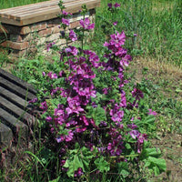 20 Graines de Mauve sylvestre, Mauve de Mauritanie, Malva sylvestris ssp Mauritiana