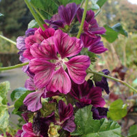 20 Graines de Mauve sylvestre, Mauve de Mauritanie, Malva sylvestris ssp Mauritiana