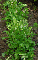 50 Graines de Eruca Sativa, Roquette des jardins