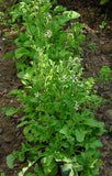 50 Graines de Eruca Sativa, Roquette des jardins