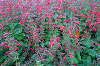 Graines Salvia roemeriana "Arriba hot trumpets", Sauge de cèdre