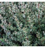 Graines Leptospermum lanigerum