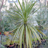 Graines de Cordyline Australis hort. indivisa, Dracena