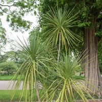 Graines de Cordyline Australis hort. indivisa, Dracena