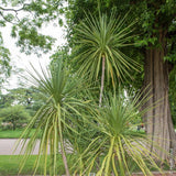 Graines de Cordyline Australis hort. indivisa, Dracena