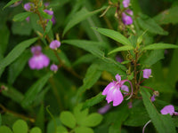 3 Graines de Balsamine des jardins, Impatiens balsamina