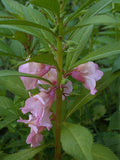 3 Graines de Balsamine des jardins, Impatiens balsamina