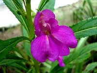 10 Graines de Balsamine des jardins, Impatiens balsamina