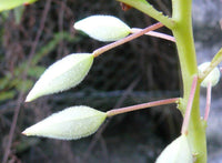 10 Graines de Balsamine des jardins, Impatiens balsamina