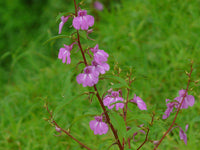 5 Graines de Balsamine des jardins, Impatiens balsamina