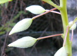 5 Graines de Balsamine des jardins, Impatiens balsamina