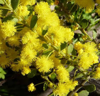 Graines Acacia acinacea