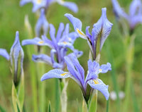 Graines Iris missouriensis, Iris du Missouri