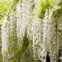 Graines Wisteria Floribunda Alba, Glycine du Japon Blanche