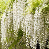 Graines Wisteria Floribunda Alba, Glycine du Japon Blanche