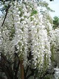 Graines Wisteria Floribunda Alba, Glycine du Japon Blanche